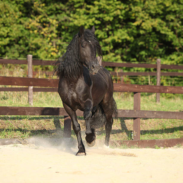 istock Gorgeous brown welsh cob running 467645211