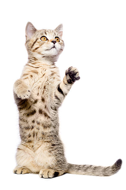 istock Attractive kitten Scottish Straight standing on his hind legs 467645404
