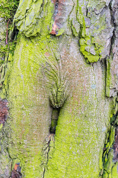 istock Wood textured with green moss 467645560