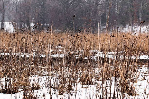 Snow on the Marsh stock photo