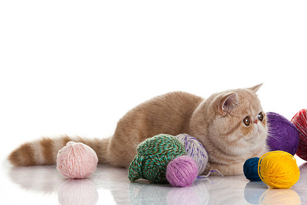 istock Exotic shorthair cat.  Cat with balls of threads. 467646041