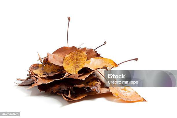 Stack Of Fall Leaves On White Stock Photo - Download Image Now - 2015, Autumn, Autumn Leaf Color