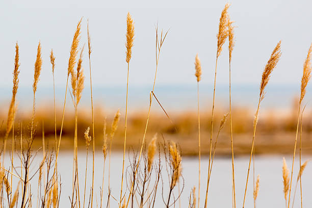 Sea Grass stock photo