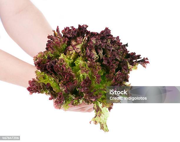 Hands Holding Lettuce Stock Photo - Download Image Now - Lettuce, Salad, White Background