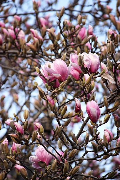 istock Tulip tree begins to bloom on Lake Maggiore Italy 467647456