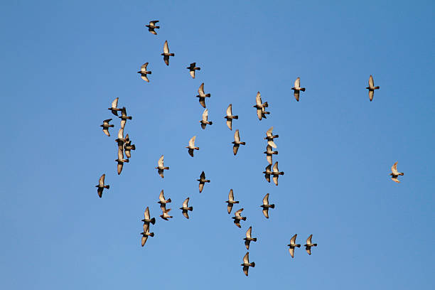 istock Birds flying in formation at blue sky 467647611