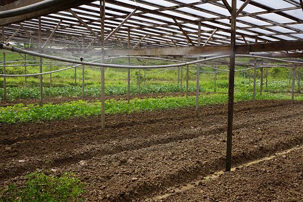 istock Raised Beds at a Farm in Borneo 467648150
