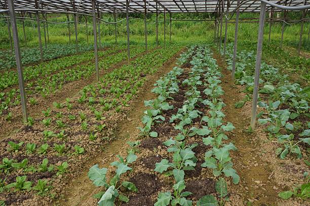 istock Greens Growing at a Farm in Borneo 467648152