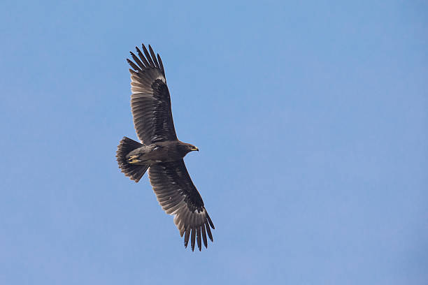 Greater Spotted Eagle flying Greater Spotted Eagle flying in blue sky with open wings spotted eagle stock pictures, royalty-free photos & images