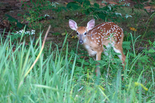 istock Young white-tailed deer, fawn. 467649082