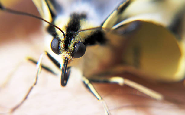 istock butterfly face detail 467649327