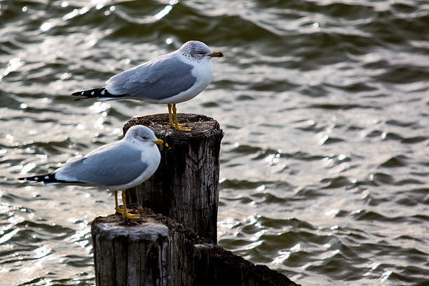 Pair of Seagulls stock photo