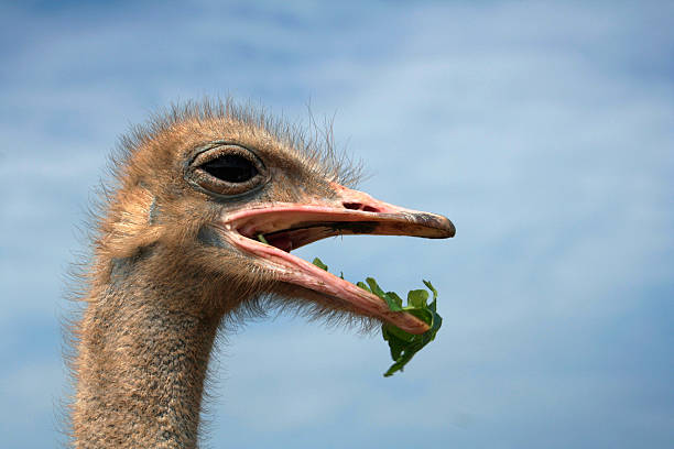 Close-up de comer em uma cabeça de Avestruz - fotografia de stock