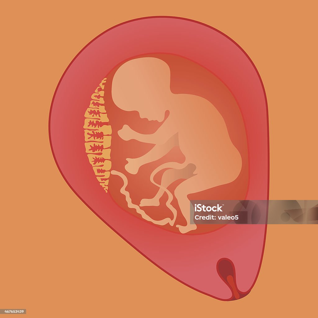 Alter Fötus - Lizenzfrei Abwarten Vektorgrafik
