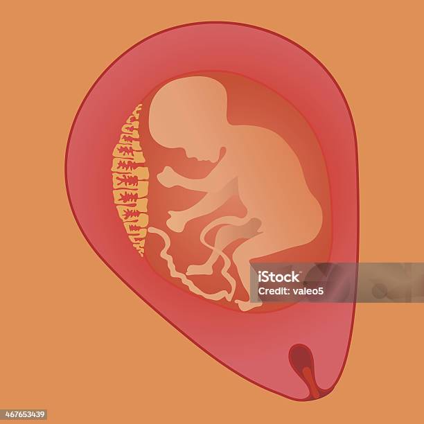 Alter Fötus Stock Vektor Art und mehr Bilder von Abwarten - Abwarten, Bauch, Biomedizinische Illustration