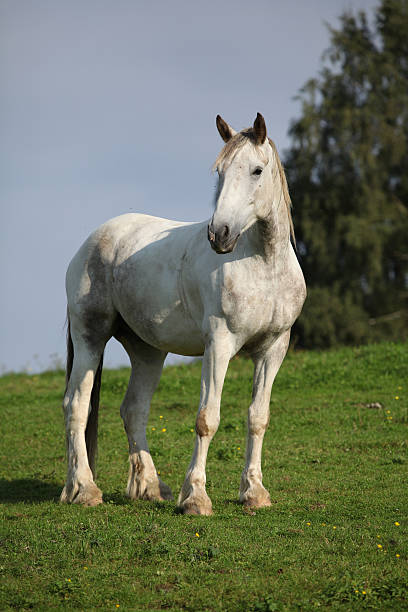 istock Nice white horse standing on pasturage 467654201