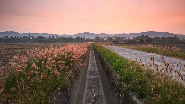 Rice field during dawn in balik Pulau, Penang