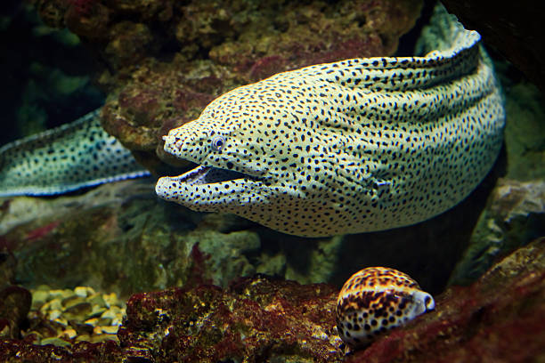 Snowflake Moray Eel (also known as Clouded Moray) peeking out from a hole in the coral. The photo was taken on the coral reef of Mauritius.