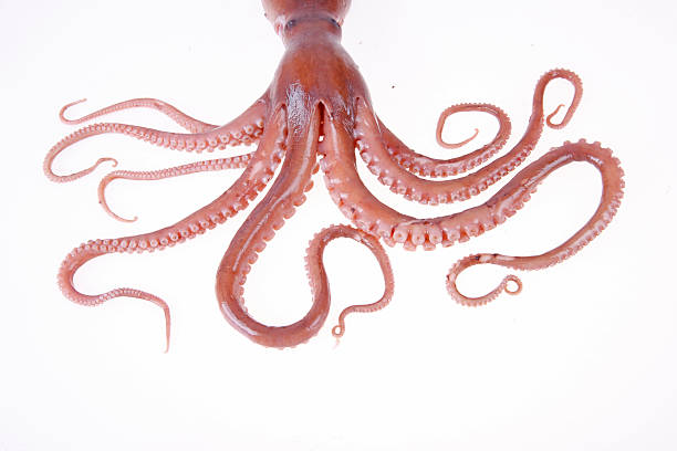 istock Close up of octopus tentacles on a white background 467654944