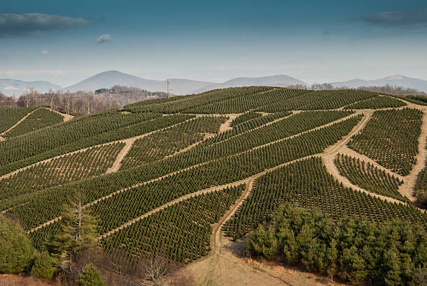 istock Christmas Tree Farm in Western North Carolina 467654946