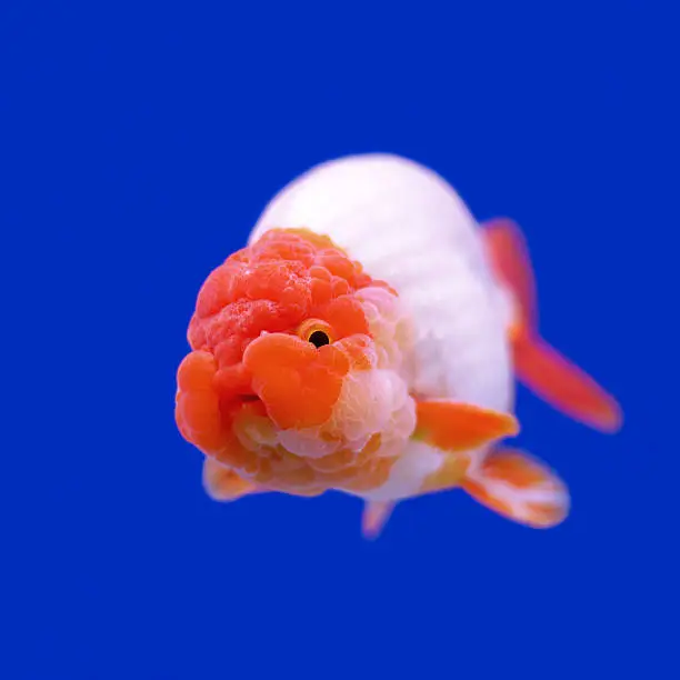 beautiful ranchu or lion head goldfish in fish tank