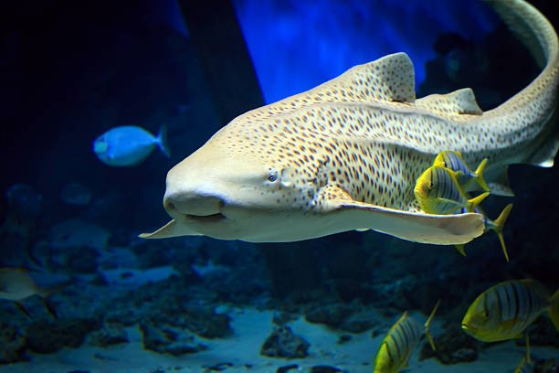 istock Tropical tiger shark swimming underwater 467654979