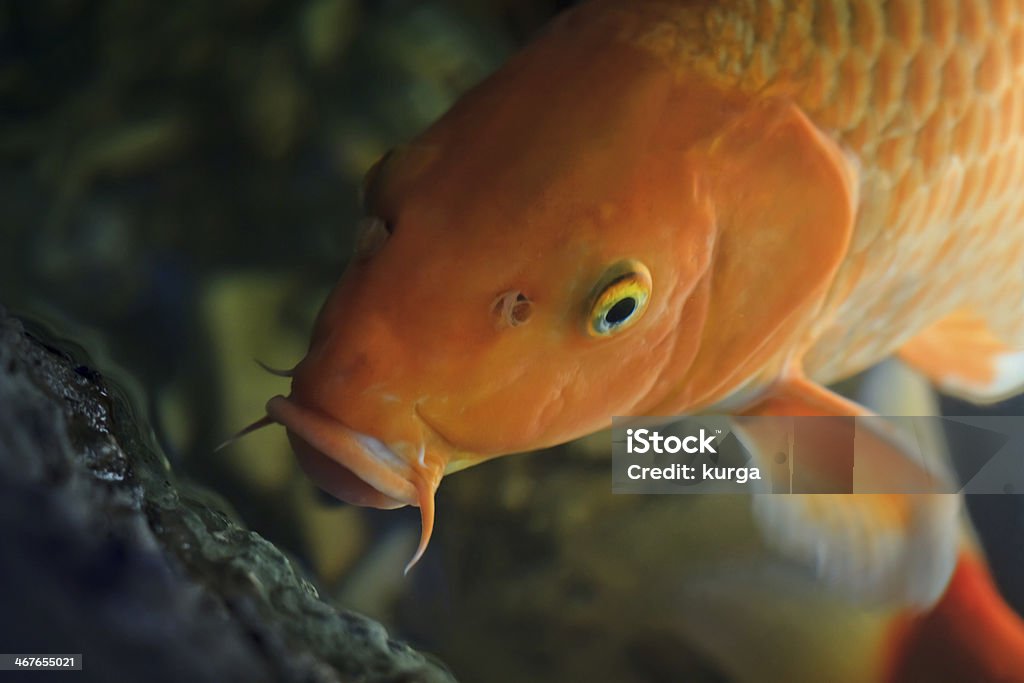 Koi рыбы плавать под водой (Cyprinus Rubrofuscus) - Стоковые фото Азиатская культура роялти-фри