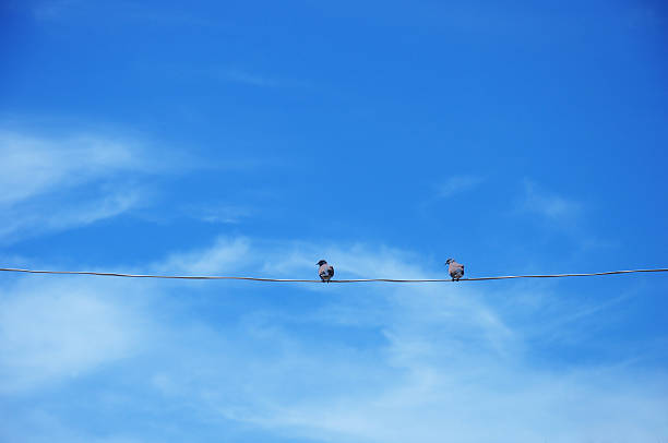 istock Couple birds on the rope with beautiful blue sky 467655098