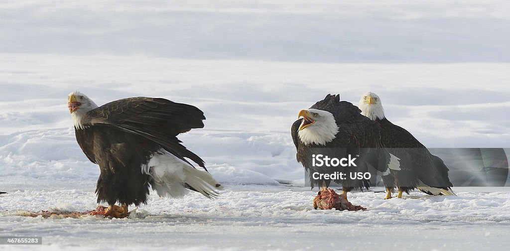 이 대머리 독수리 (Haliaeetus leucocephalus - 로열티 프리 강 스톡 사진