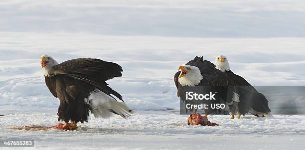 이 대머리 독수리 Haliaeetus Leucocephalus 강에 대한 스톡 사진 및 기타 이미지 - 강, 겨울, 군집 동물