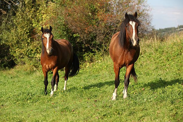istock Beautiful brown horses on pasturage 467655495