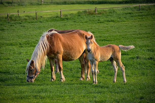 istock An Horse and his breed. 467656079
