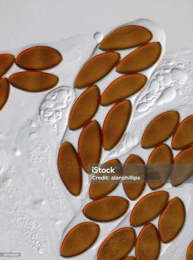 Asci と ascospores のキノコ Sphaeropsis citrigena 子�嚢菌 - カラー画像のロイヤリティフリーストックフォト