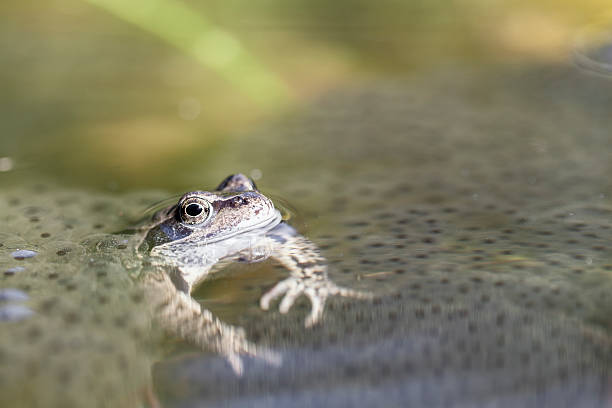 frog with frogspawn close-up frog with frogspawn close-up frogspawn horizontal frog netherlands stock pictures, royalty-free photos & images