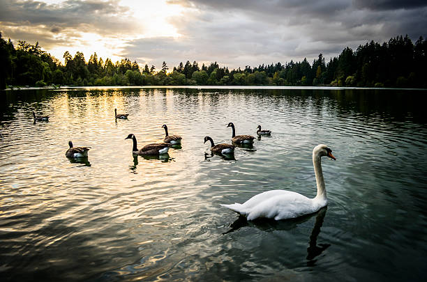 Sunset with Swan and Geese at Lost Lagoon, Stanley Park, Vancouver, Canada.