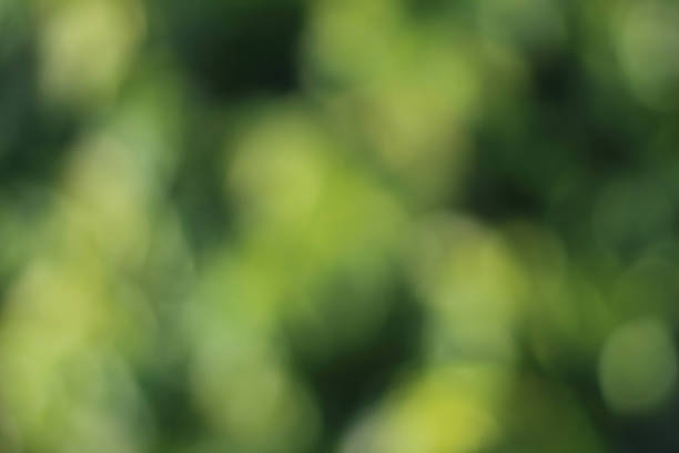 istock blur image of green bush 467658514