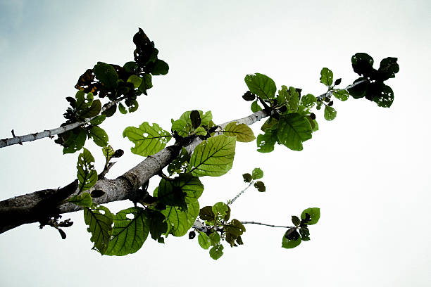 тик, tectona grandis l. аэропорту, verbenaceae, джати, расположенный на берегу озера - papery стоковые фото и изображения