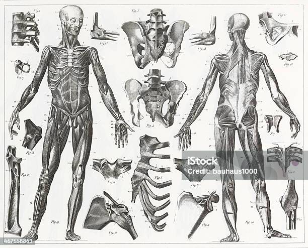 人の筋肉と靱帯の彫りこみ文字 - 人体構造のベクターアート素材や画像を多数ご用意 - 人体構造, チャート図, 人体