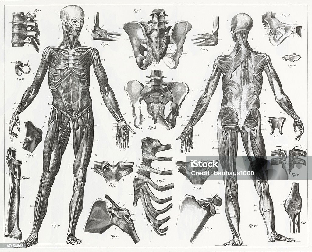 Human Muscles and Ligaments Engraving Engraved illustrations of Anatomy of the Ligaments and Muscles from Iconographic Encyclopedia of Science, Literature and Art, Published in 1851. Copyright has expired on this artwork. Digitally restored. Anatomy stock illustration