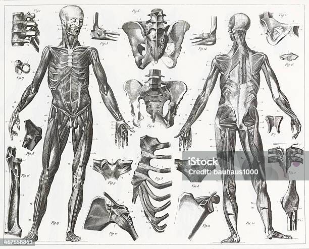 Human Muscles And Ligaments Engraving Stock Illustration - Download Image Now - Anatomy, Chart, The Human Body