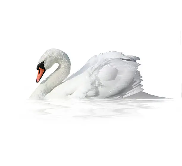 white swan on a white background