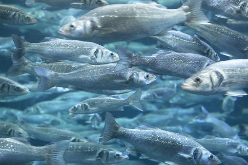 A large group of European sea bass (Dicentrarchus labrax) swimming about. The European sea bass is a highly regarded table fish and the most cultured fish in the Mediterranean area with annual production of more than 120,000 tonnes (2010).