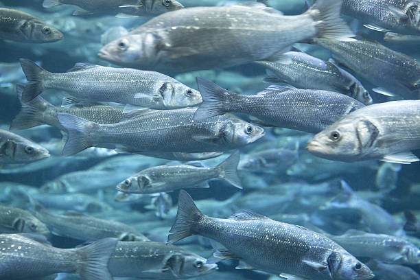 European Sea Bass A large group of European sea bass (Dicentrarchus labrax) swimming about. The European sea bass is a highly regarded table fish and the most cultured fish in the Mediterranean area with annual production of more than 120,000 tonnes (2010). aquaculture photos stock pictures, royalty-free photos & images