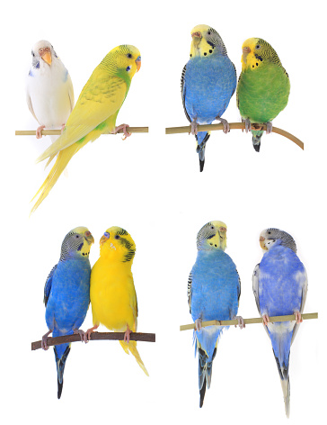 blue, green, white, yellow  budgies isolated on a white background