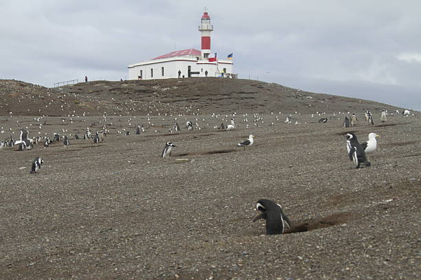 istock Penguins in Patagonia 467660296