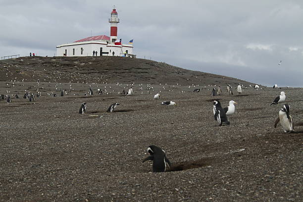 istock Penguins in Patagonia 467660298