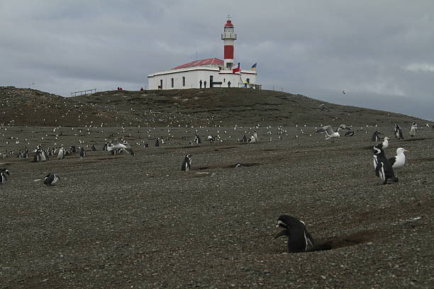 istock Penguins in Patagonia 467660304