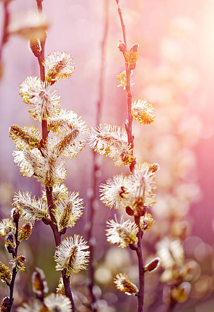 galhos de salgueiro fofo - forest flower aments blossom - fotografias e filmes do acervo