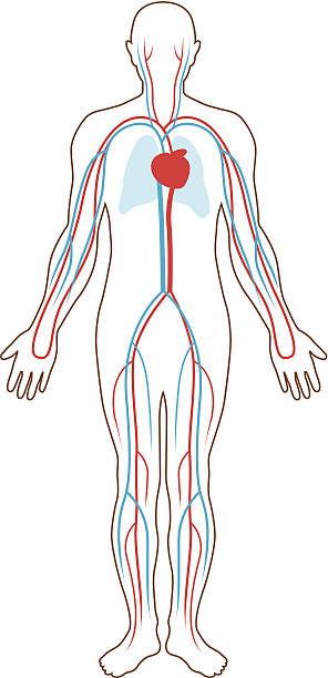 Blood supply illustration A simple diagram of the human body with the blood flow, heart and lungs shown, graphically but accurately. cardio pulmonary stock illustrations