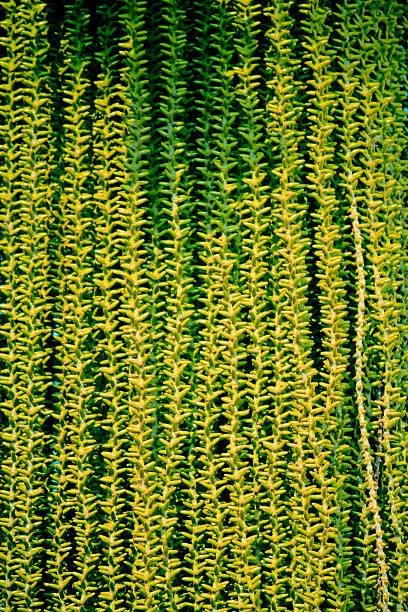 Fish tail Palm flower, Caryota urens, Arecaceae